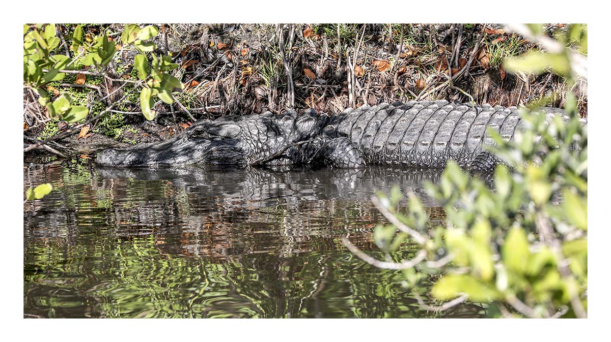 Alligator