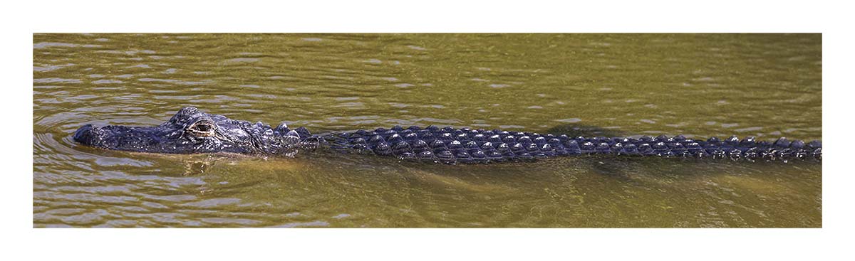 Alligator