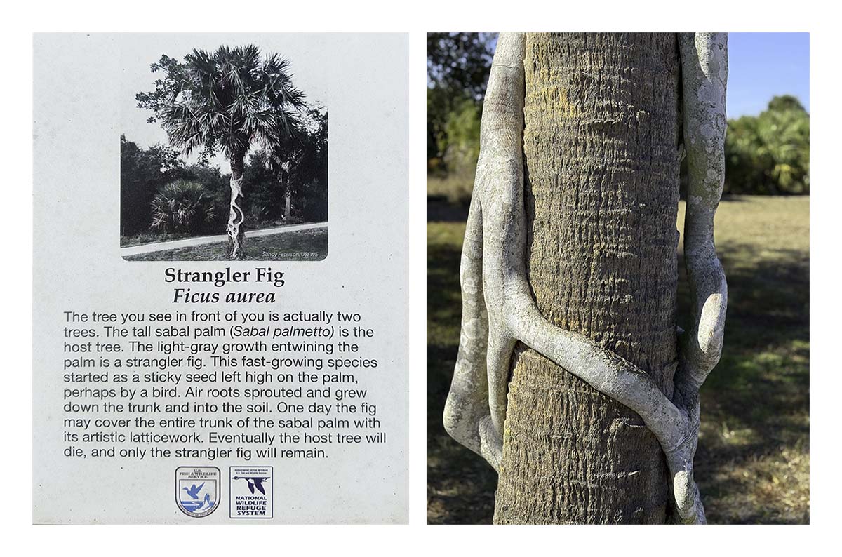 Pelican Island NWR