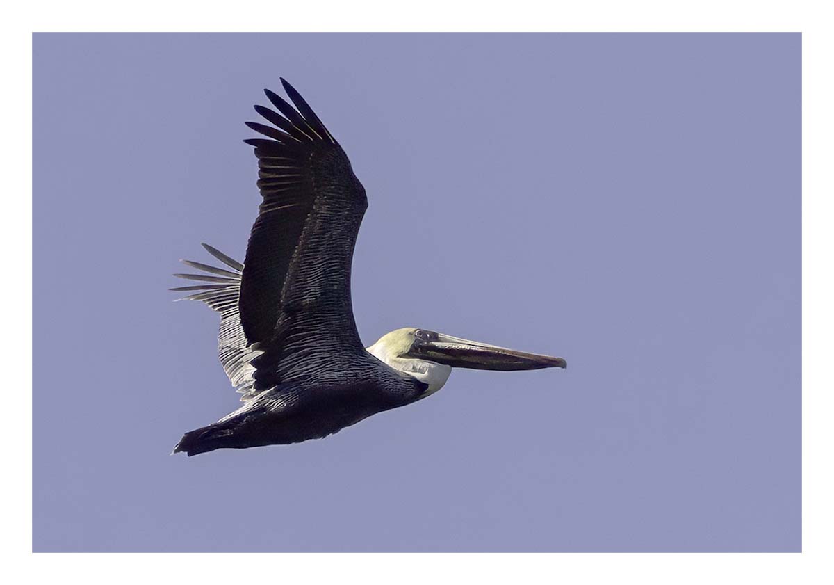 Pelican Island NWR