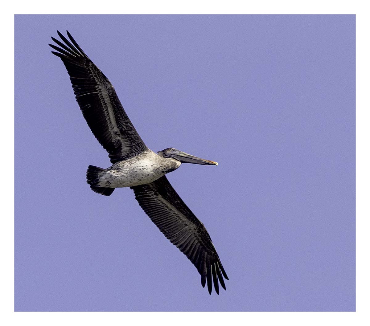 Pelican Island NWR