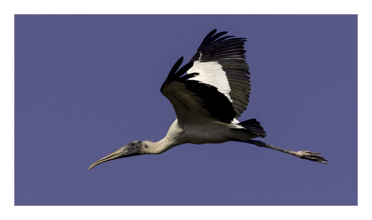 Pelican Island NWR