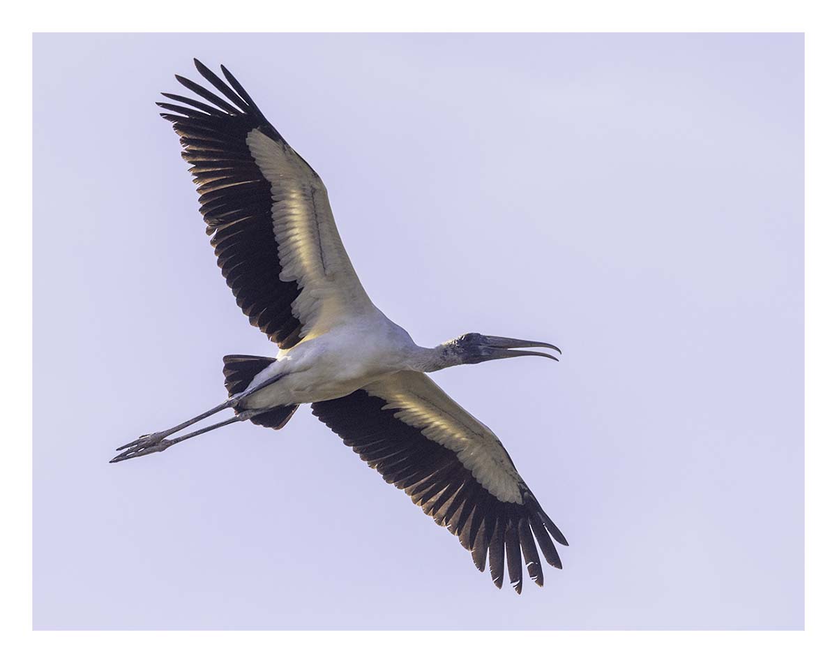 Pelican Island NWR