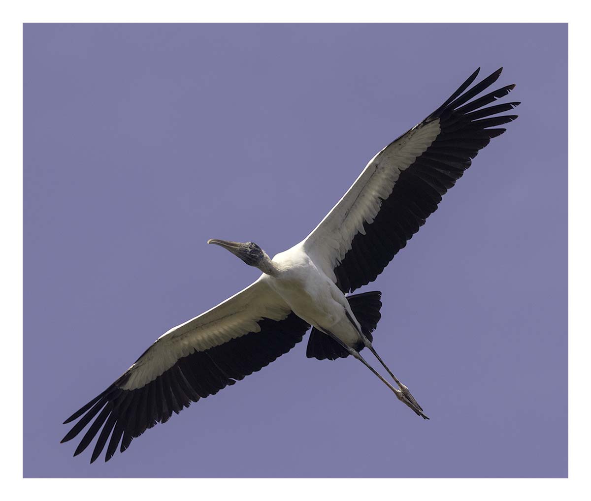 Pelican Island NWR