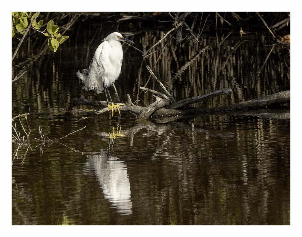 Pelican Island NWR