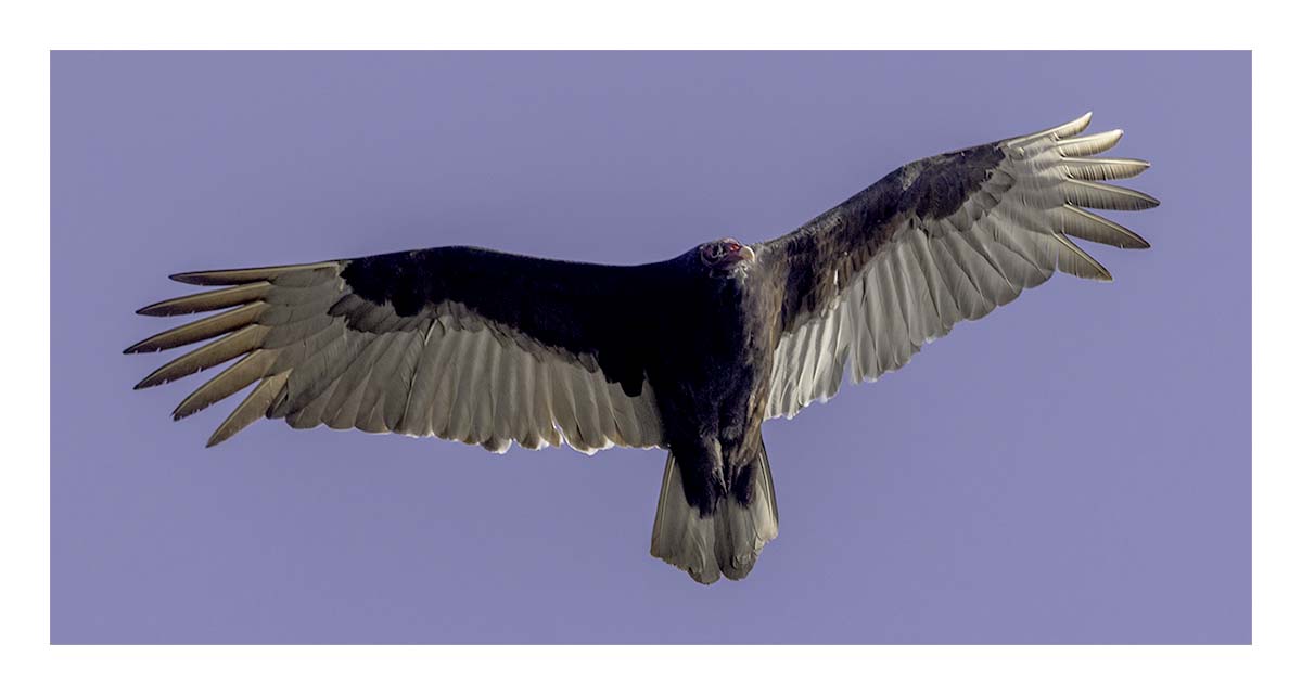 Pelican Island NWR
