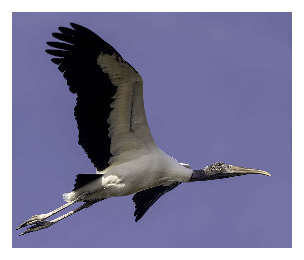 Pelican Island NWR