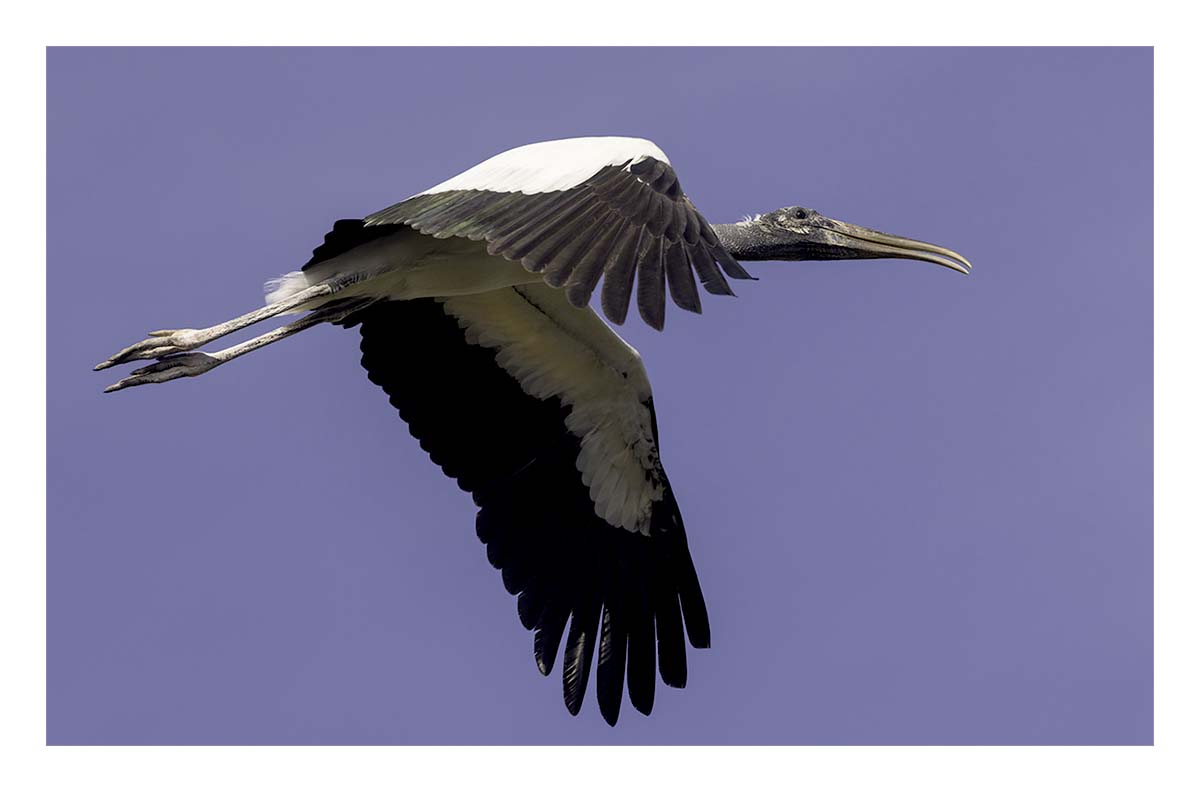 Pelican Island NWR
