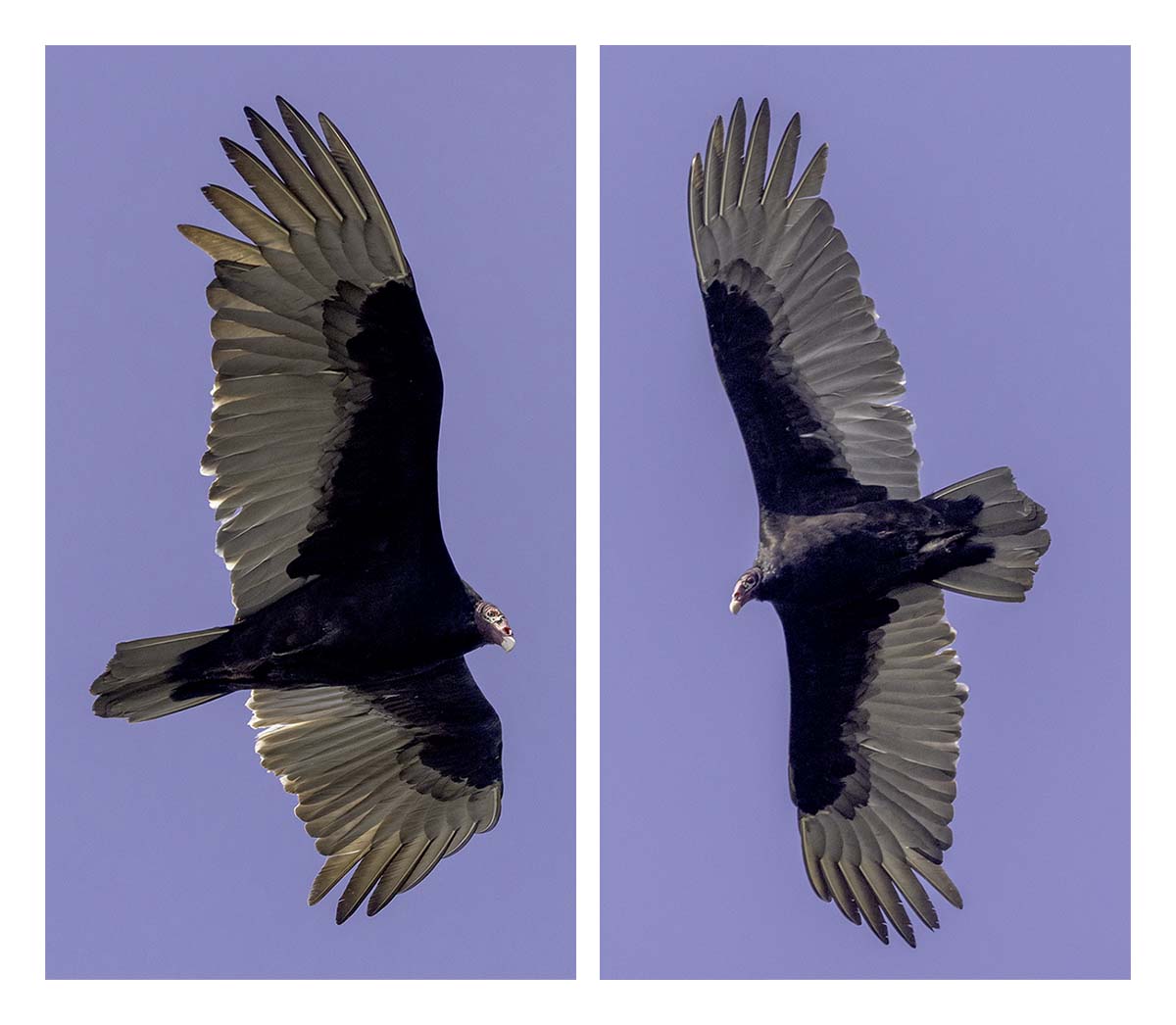 Pelican Island NWR