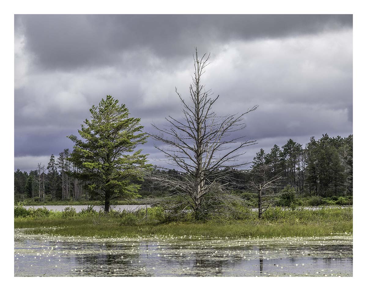 Seney NWR