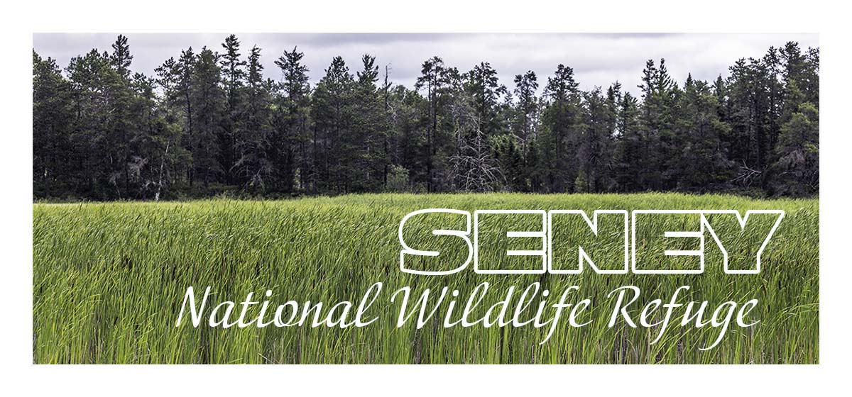 Seney NWR