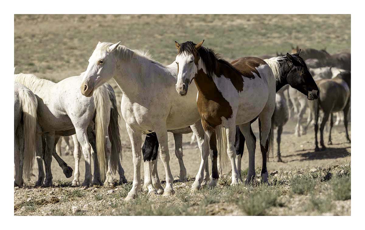 BCJ Wild Horses of Utah