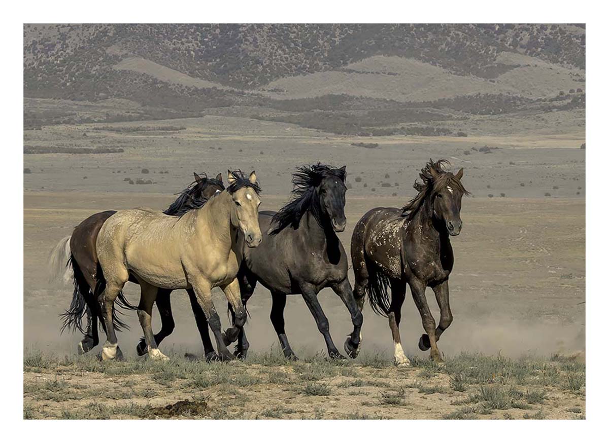 BCJ Wild Horses of Utah