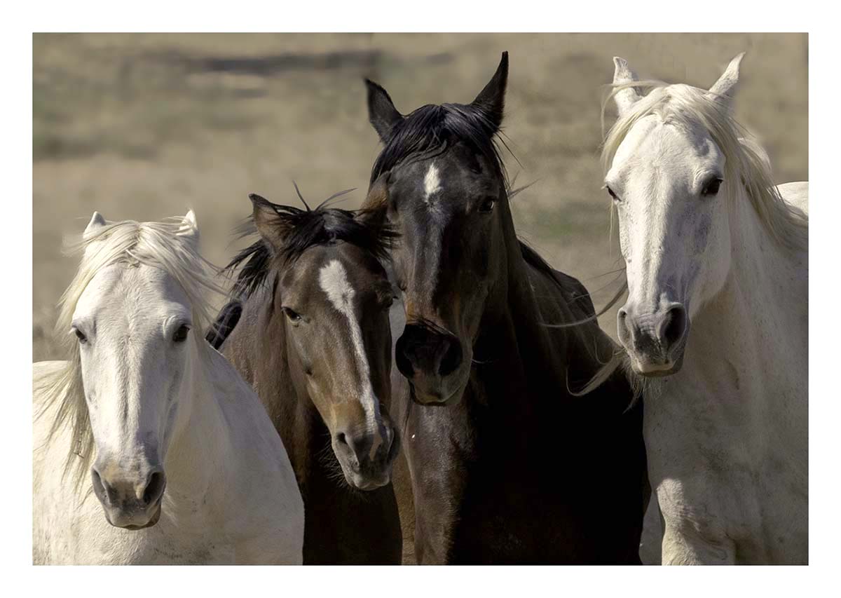 BCJ Wild Horses of Utah