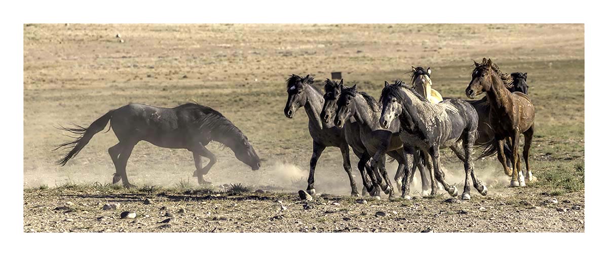 BCJ Wild Horses of Utah