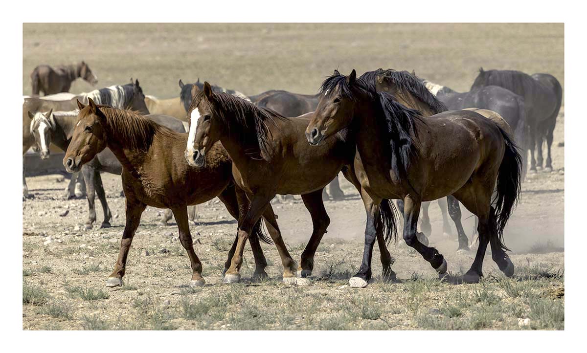 BCJ Wild Horses of Utah