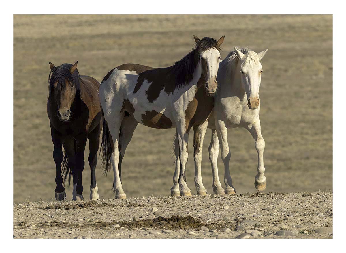 BCJ Wild Horses of Utah