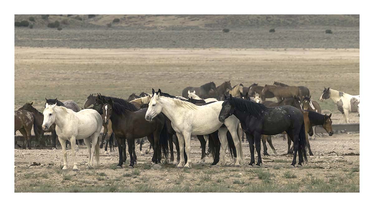 BCJ Wild Horses of Utah