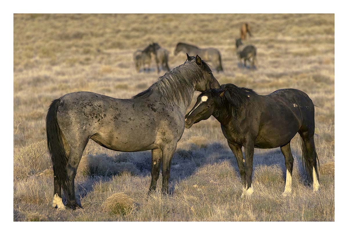BCJ Wild Horses of Utah