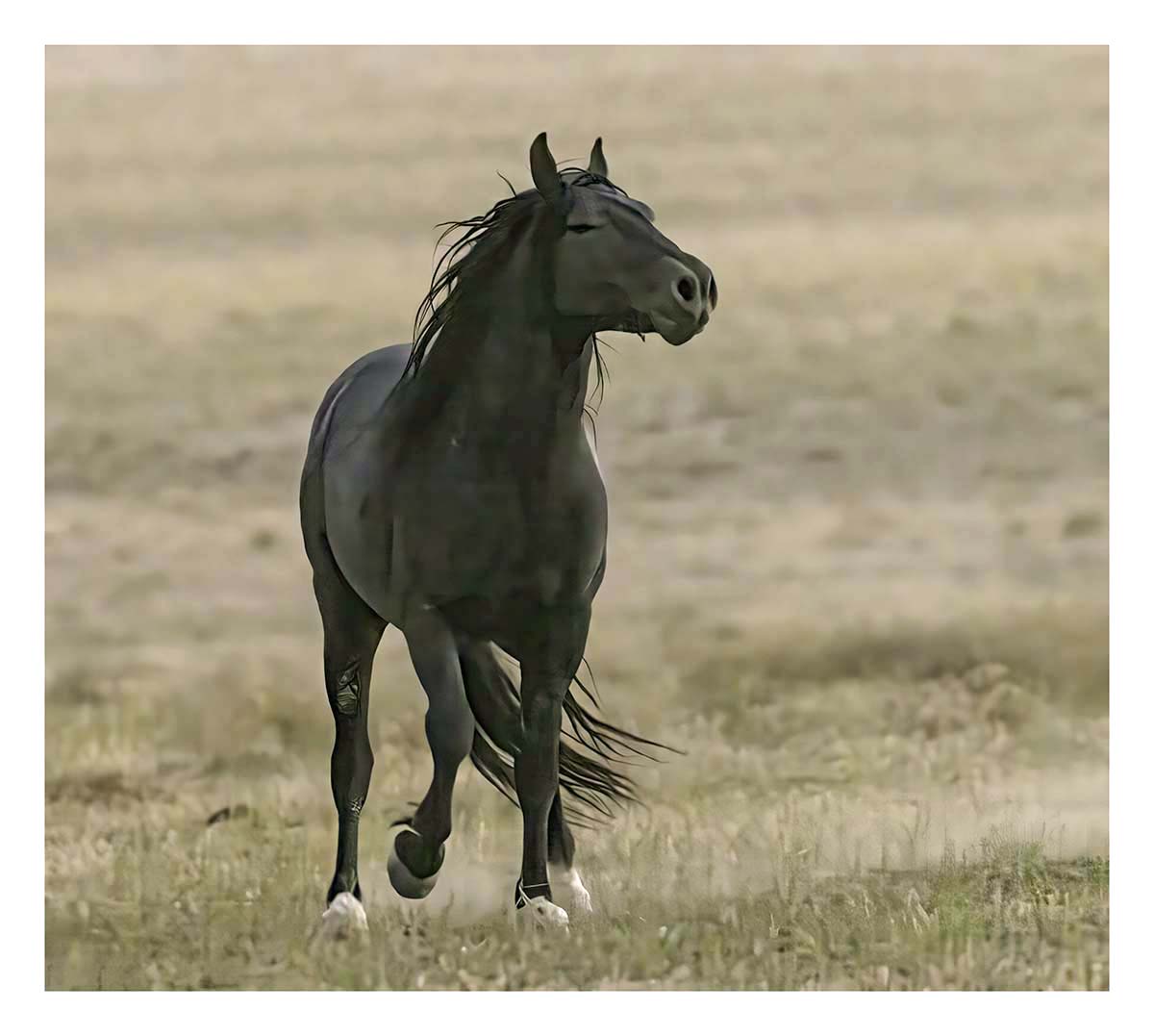 BCJ Wild Horses of Utah