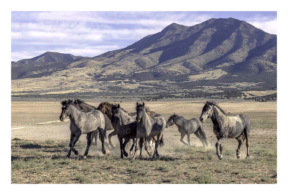 BCJ Wild Horses of Utah