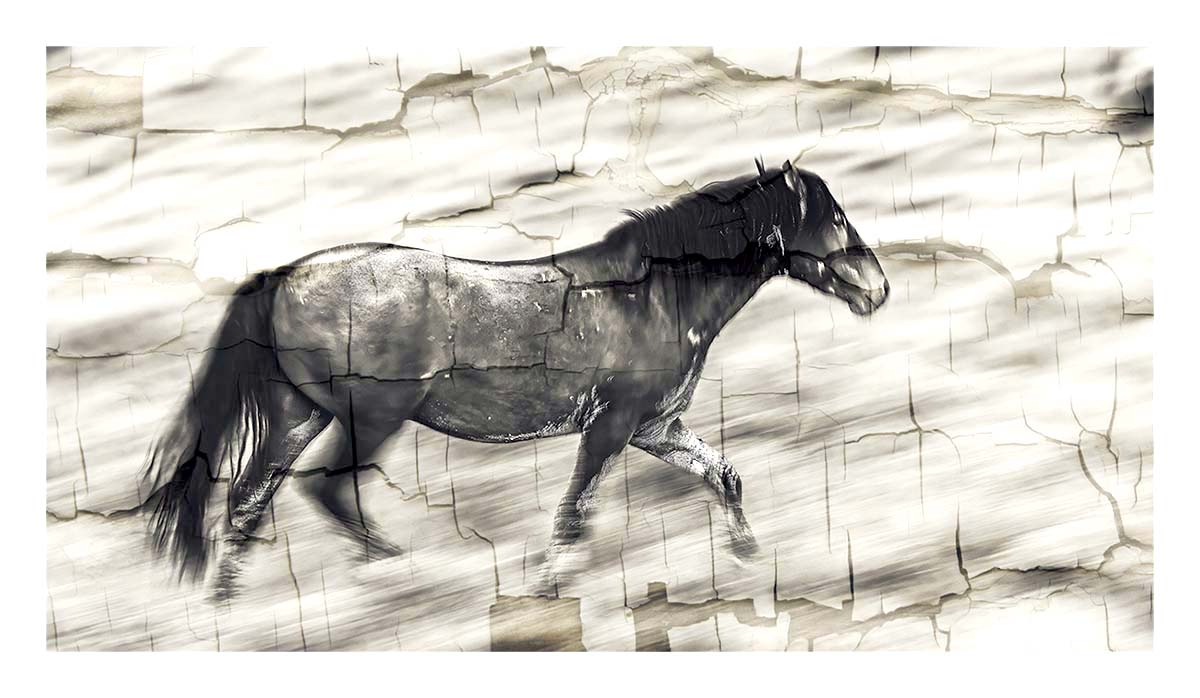 BCJ Wild Horses of Utah