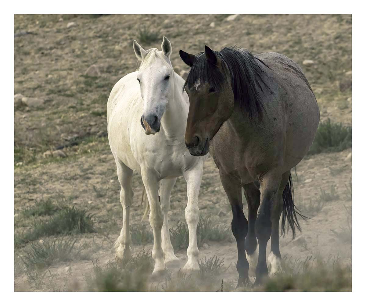 BCJ Wild Horses of Utah