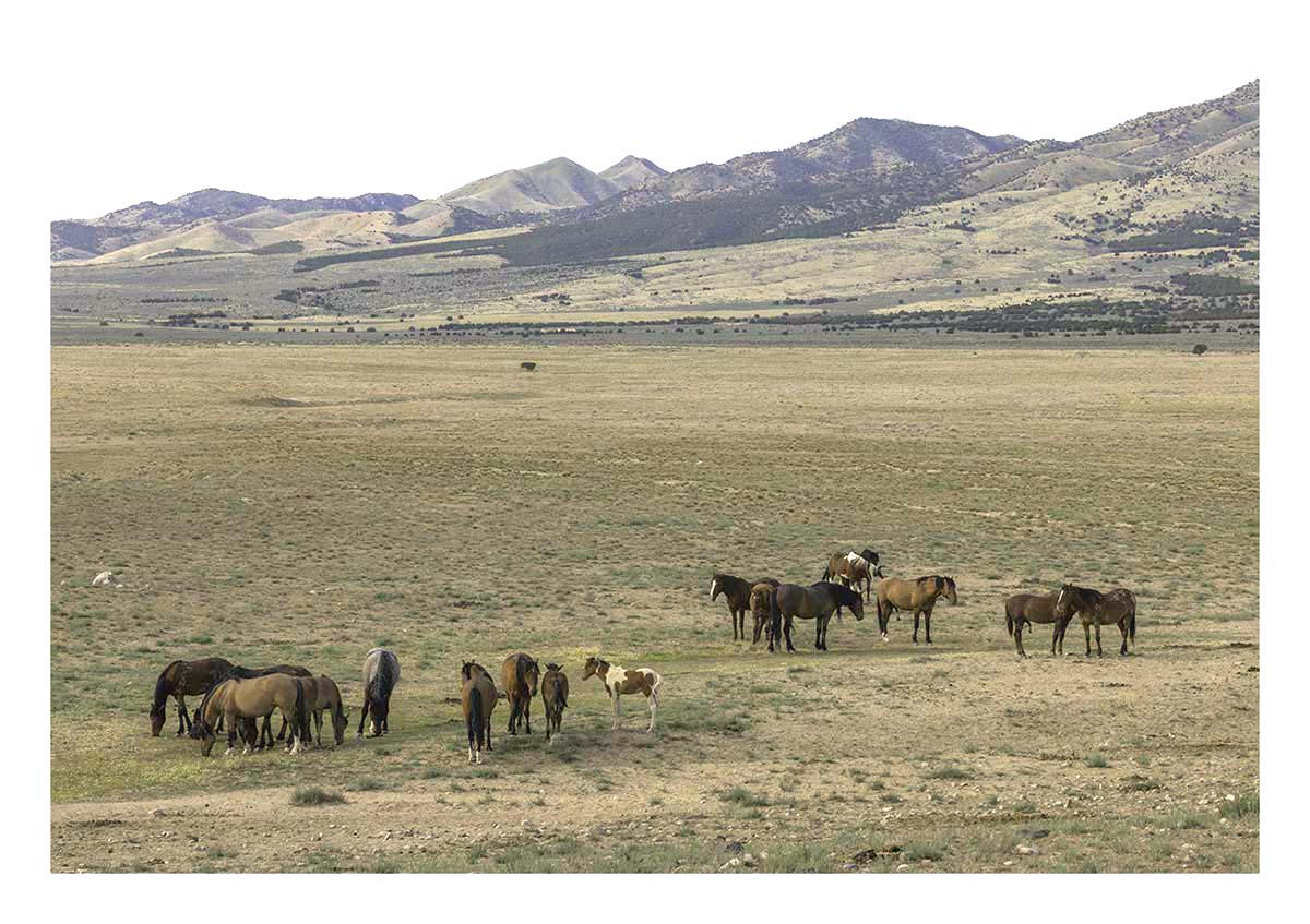 BCJ Wild Horses of Utah