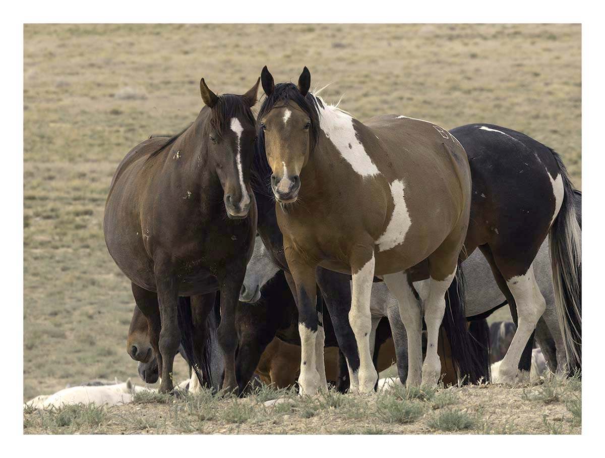 BCJ Wild Horses of Utah