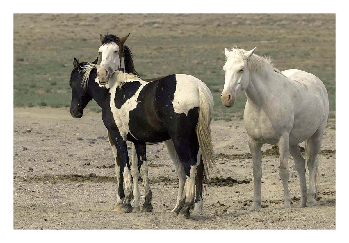 BCJ Wild Horses of Utah