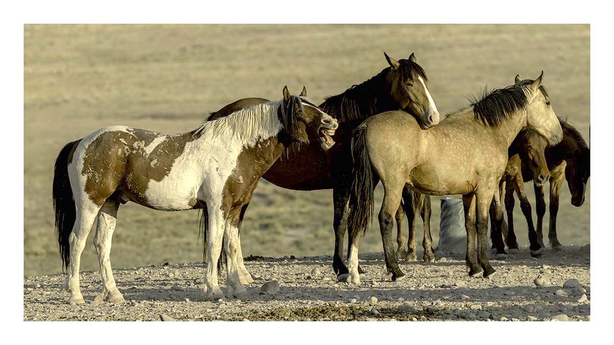 BCJ Wild Horses of Utah