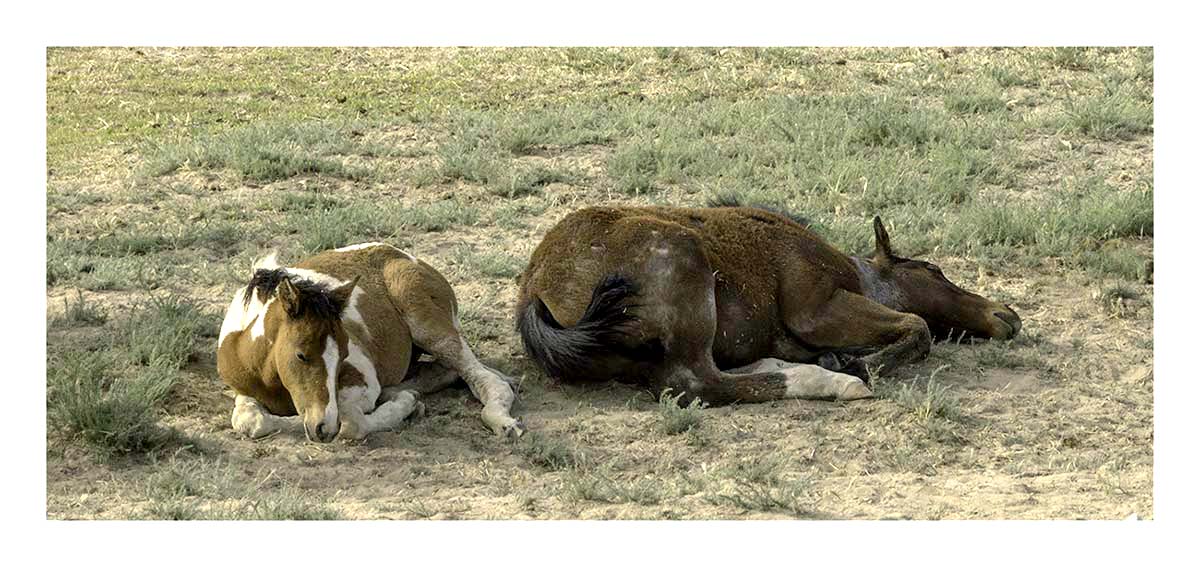 BCJ Wild Horses of Utah