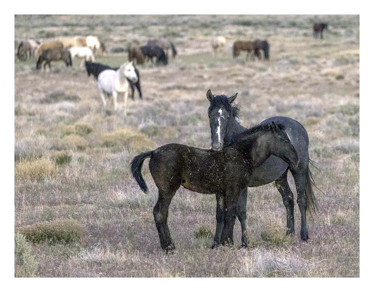 BCJ Wild Horses of Utah