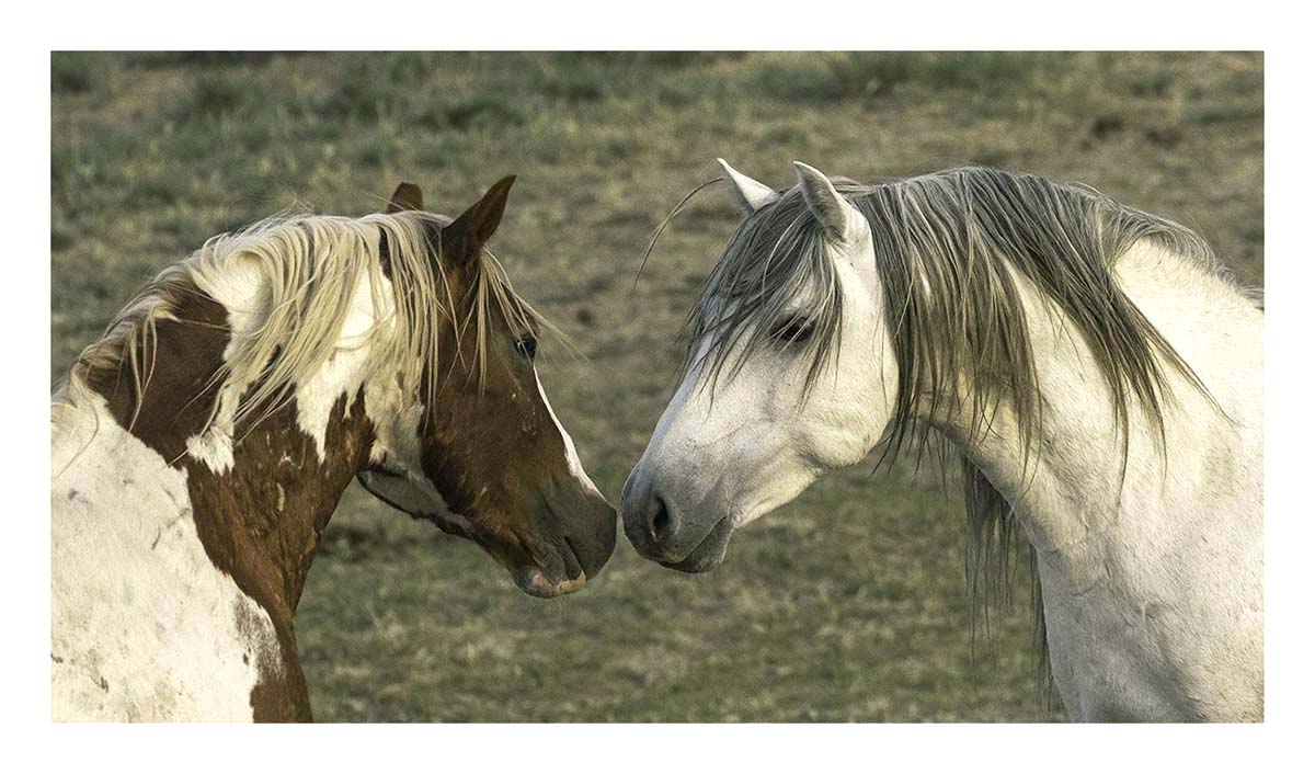 BCJ Wild Horses of Utah
