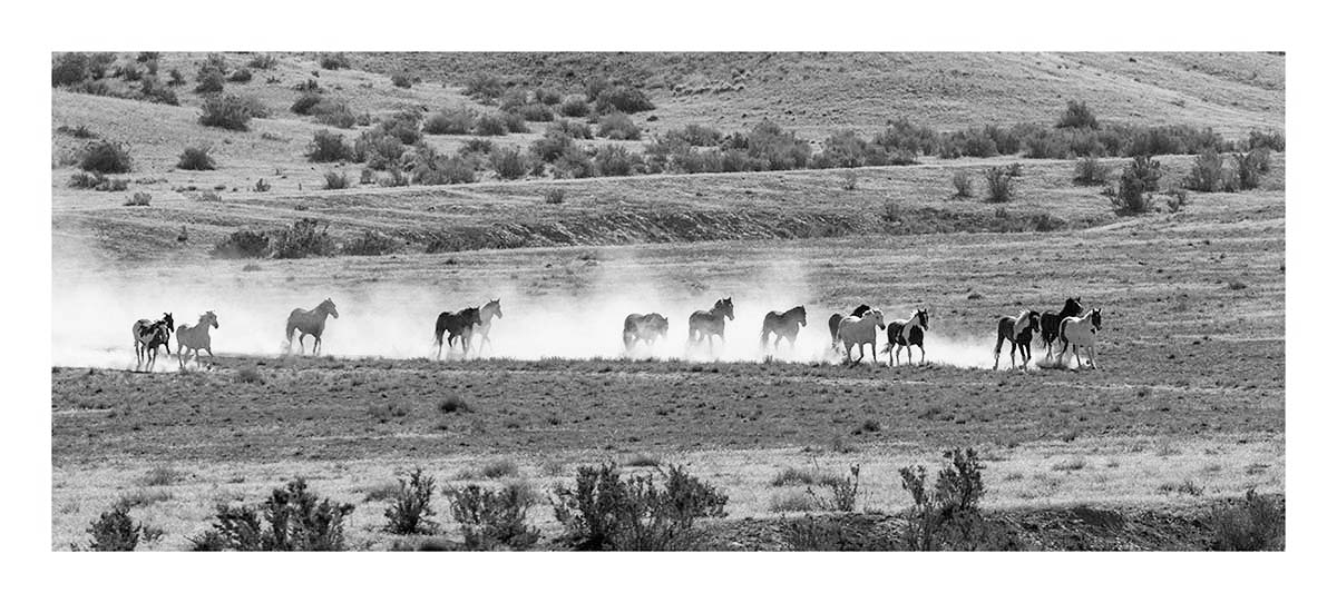 BCJ Wild Horses of Utah