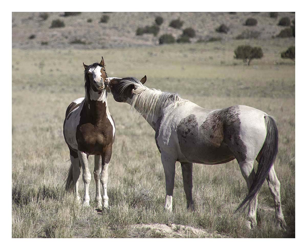 BCJ Wild Horses of Utah