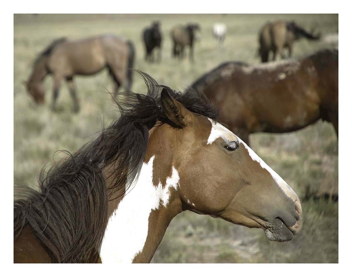 BCJ Wild Horses of Utah