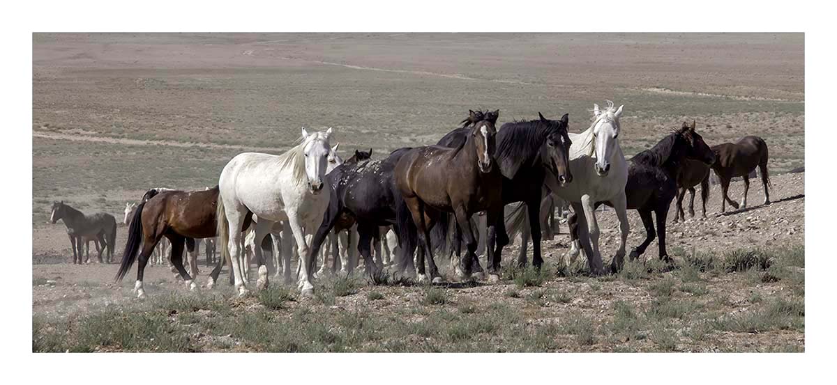 BCJ Wild Horses of Utah