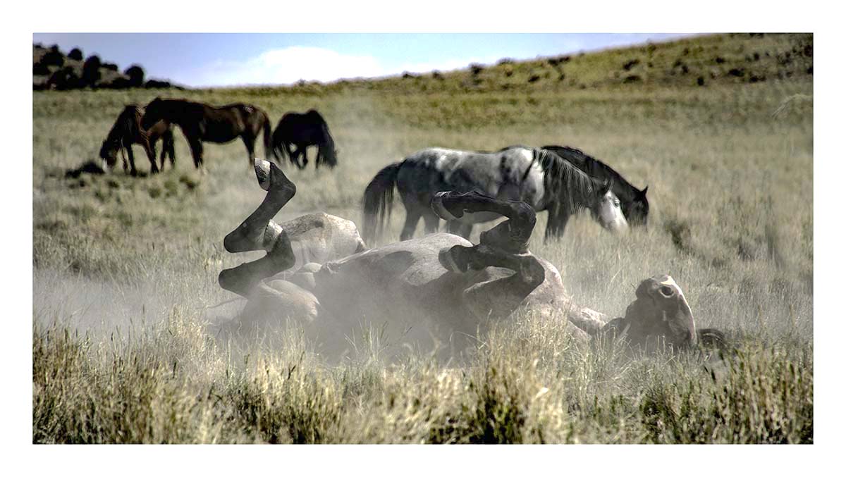 BCJ Wild Horses of Utah