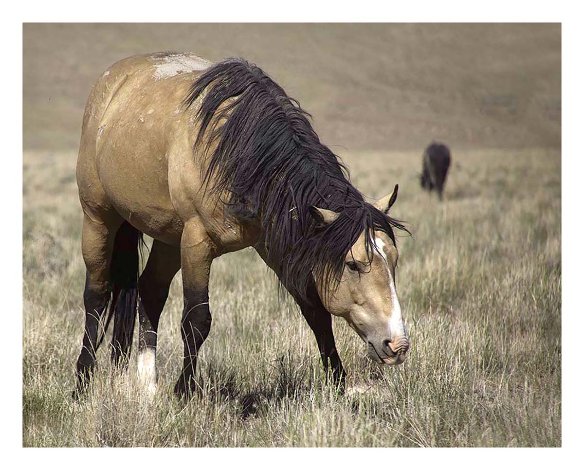 BCJ Wild Horses of Utah