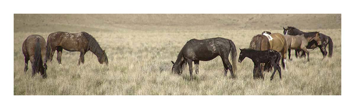 BCJ Wild Horses of Utah