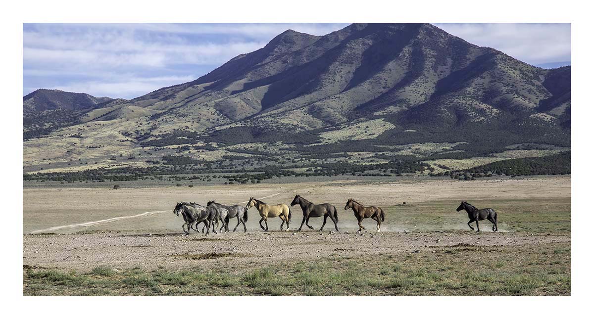 BCJ Wild Horses of Utah