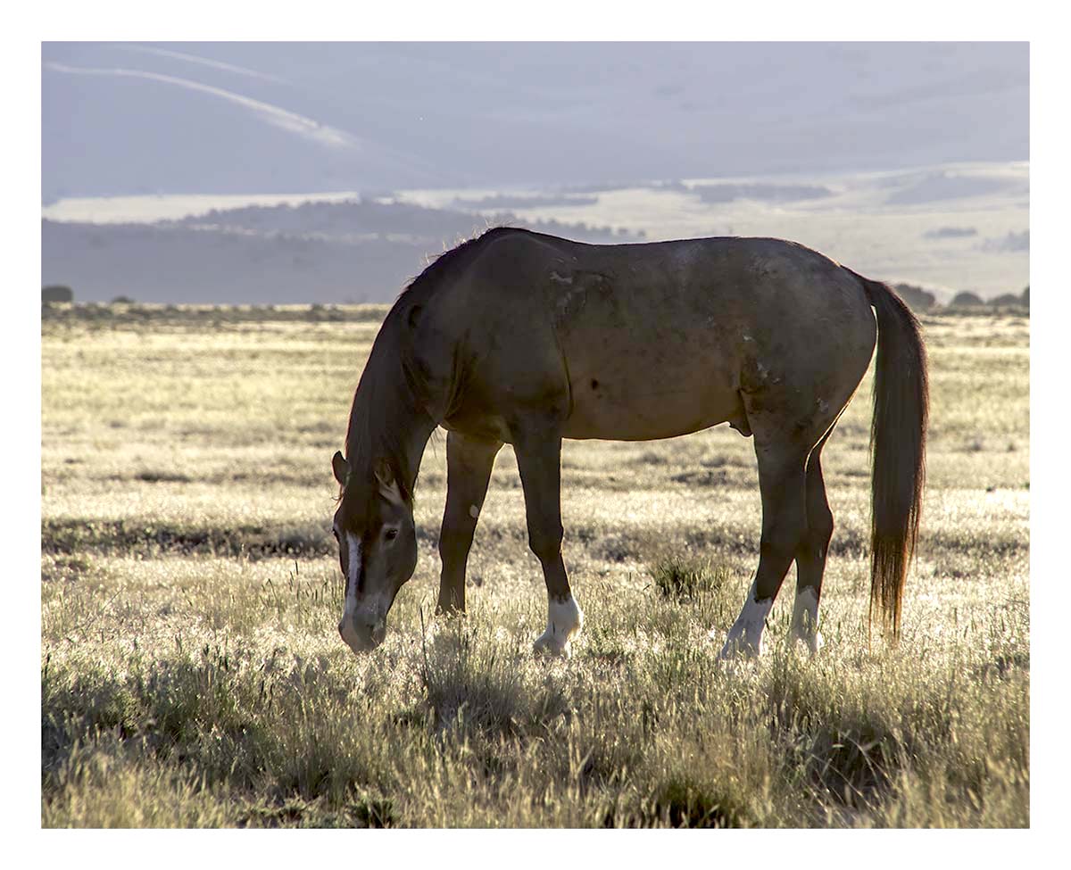 BCJ Wild Horses of Utah