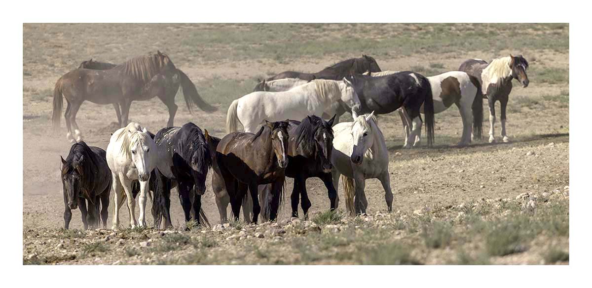 BCJ Wild Horses of Utah