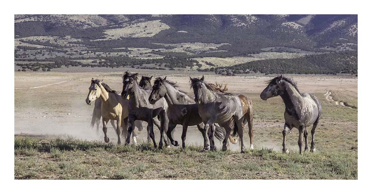 BCJ Wild Horses of Utah