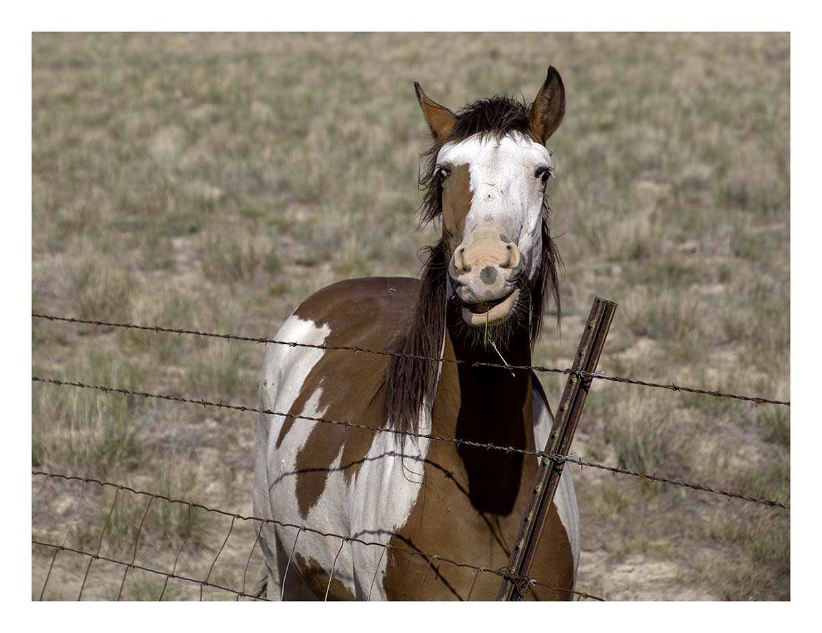 BCJ Wild Horses of Utah