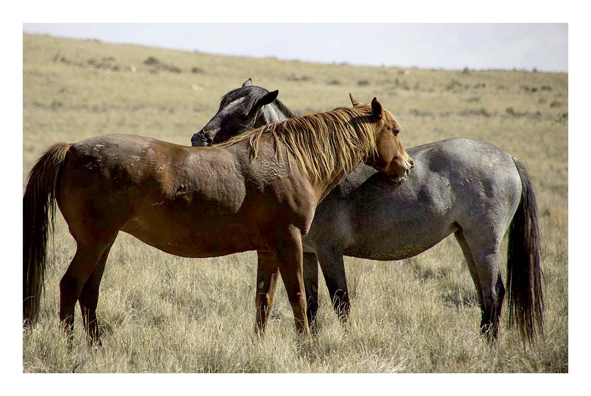 BCJ Wild Horses of Utah