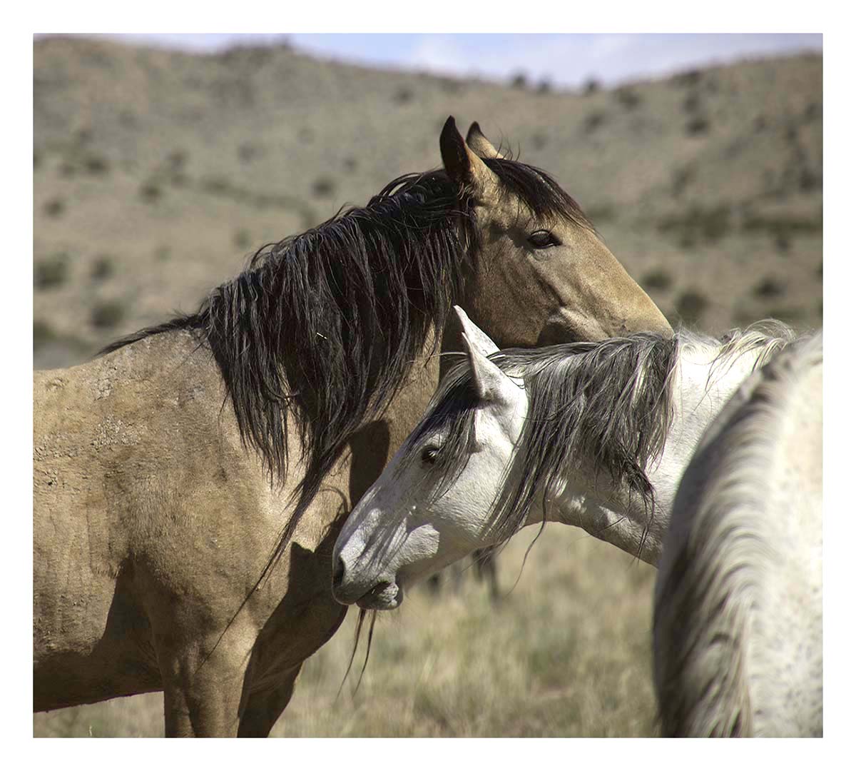 BCJ Wild Horses of Utah