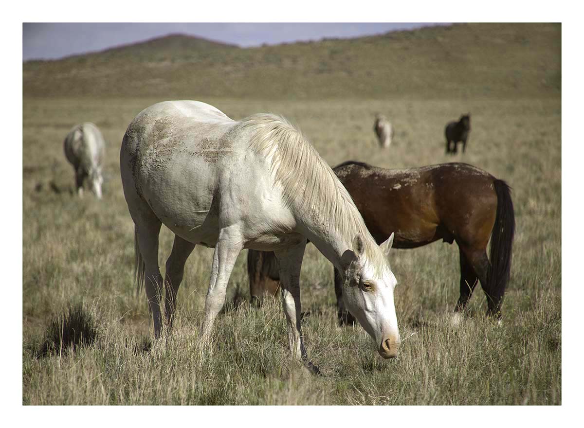BCJ Wild Horses of Utah