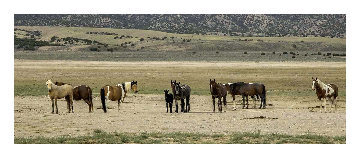 BCJ Wild Horses of Utah